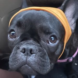 Meet your Posher, Maya